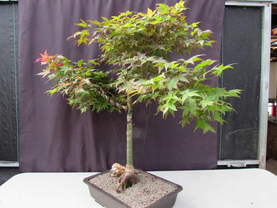 34 Year Old Shindeshojo Japanese Maple Specimen Bonsai Tree Side