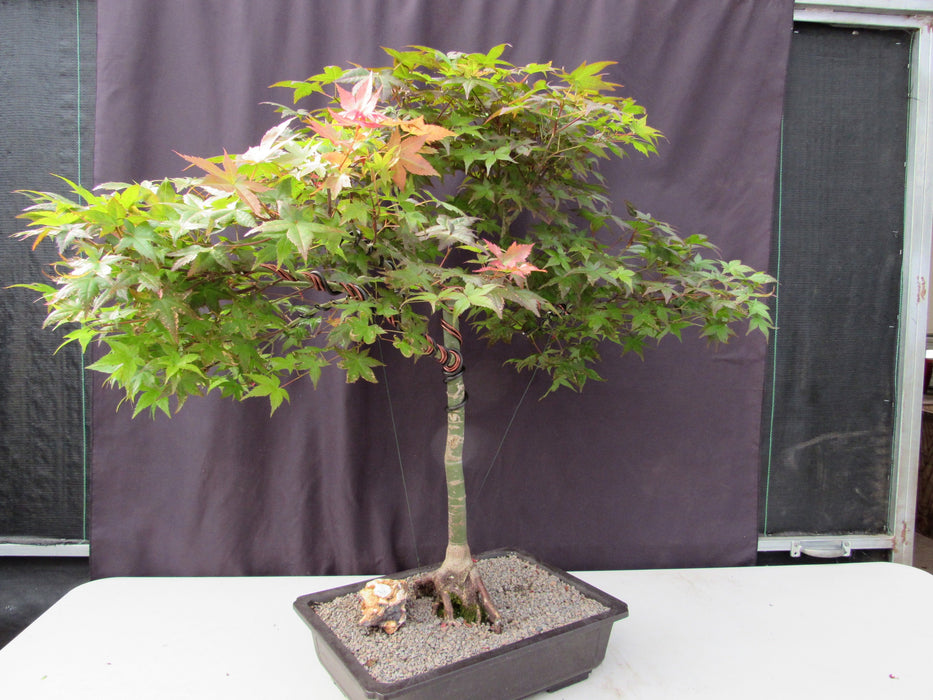 34 Year Old Shindeshojo Japanese Maple Specimen Bonsai Tree Stronger Side