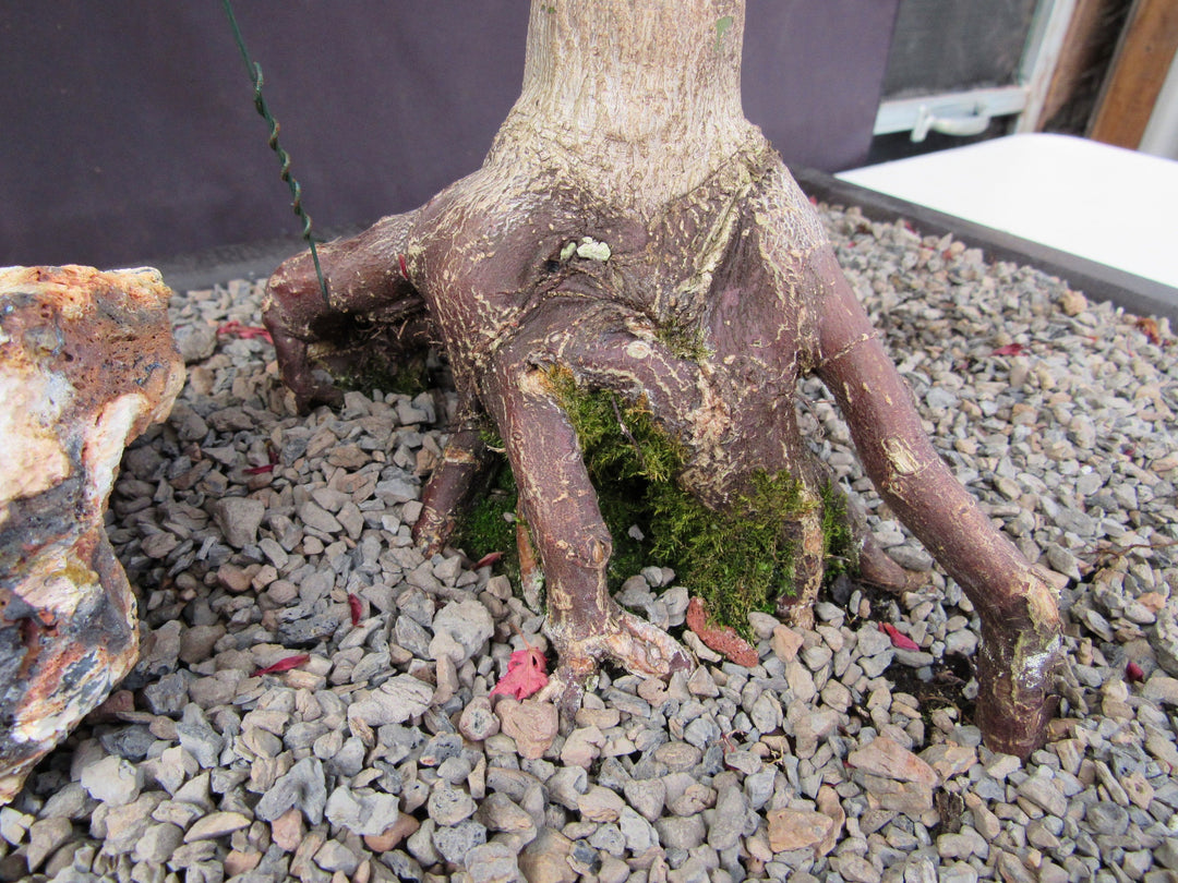 34 Year Old Shindeshojo Japanese Maple Specimen Bonsai Tree Roots