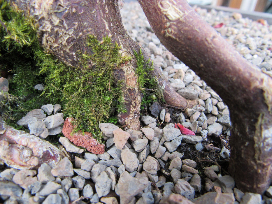 34 Year Old Shindeshojo Japanese Maple Specimen Bonsai Tree Mossy Roots