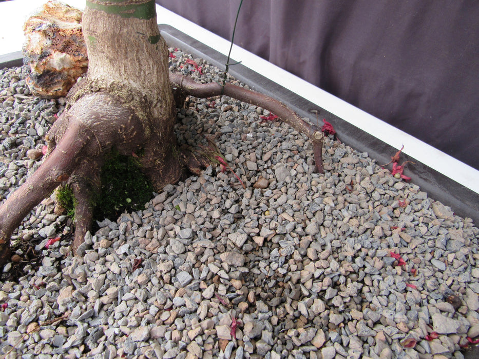 34 Year Old Shindeshojo Japanese Maple Specimen Bonsai Tree Root Back