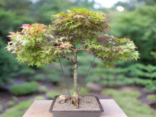 bonsai box specimen tree 34 Year Old Shindeshojo Japanese Maple Specimen Bonsai Tree