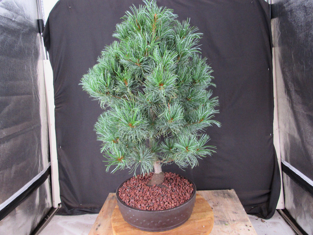 34 Year Old Japanese White Pine Specimen Bonsai Tree - Back