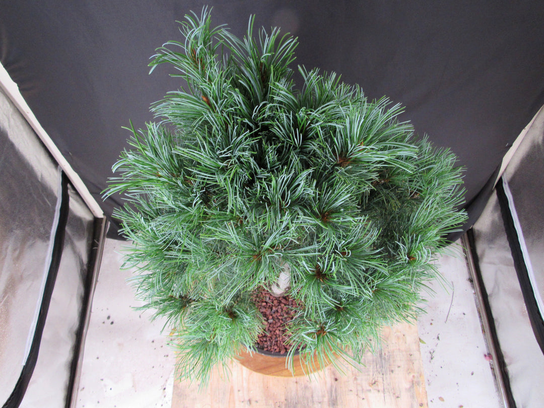 34 Year Old Japanese White Pine Specimen Bonsai Tree - Birdseye