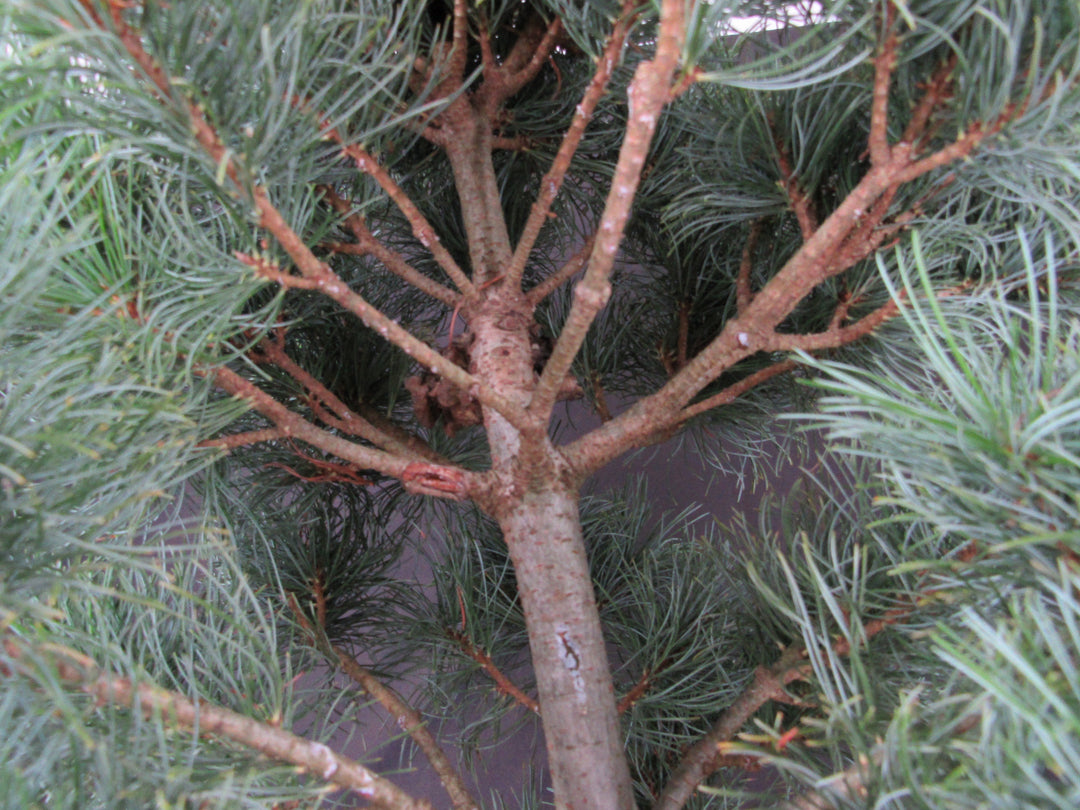 34 Year Old Japanese White Pine Specimen Bonsai Tree - Branches