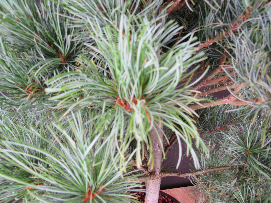 34 Year Old Japanese White Pine Specimen Bonsai Tree - Foliage