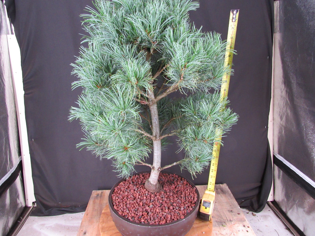 34 Year Old Japanese White Pine Specimen Bonsai Tree - Height