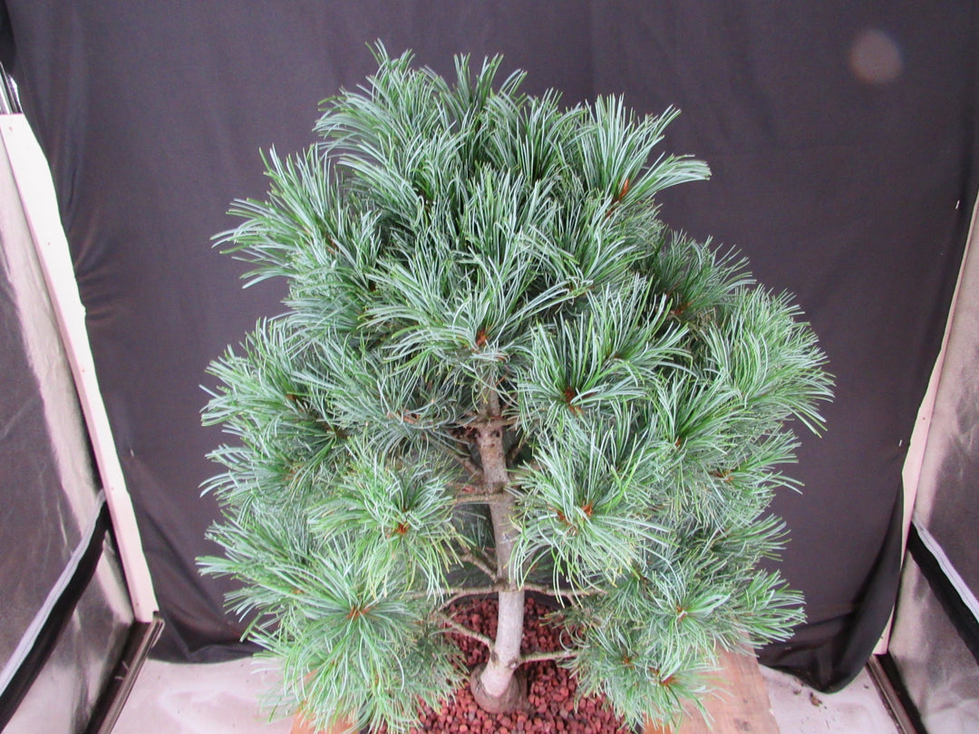 34 Year Old Japanese White Pine Specimen Bonsai Tree - Needles
