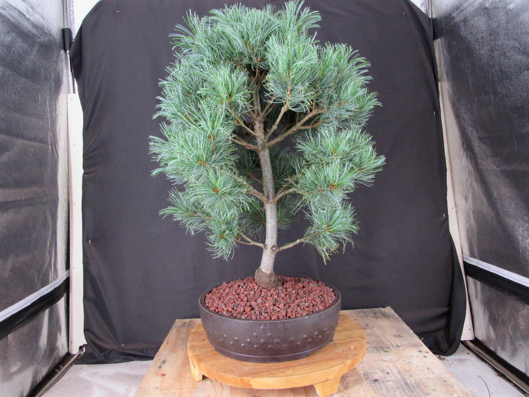 34 Year Old Japanese White Pine Specimen Bonsai Tree - Profile