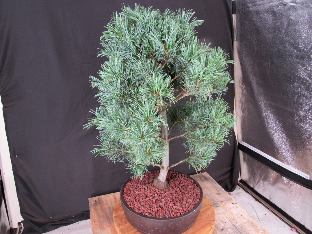 34 Year Old Japanese White Pine Specimen Bonsai Tree - Side