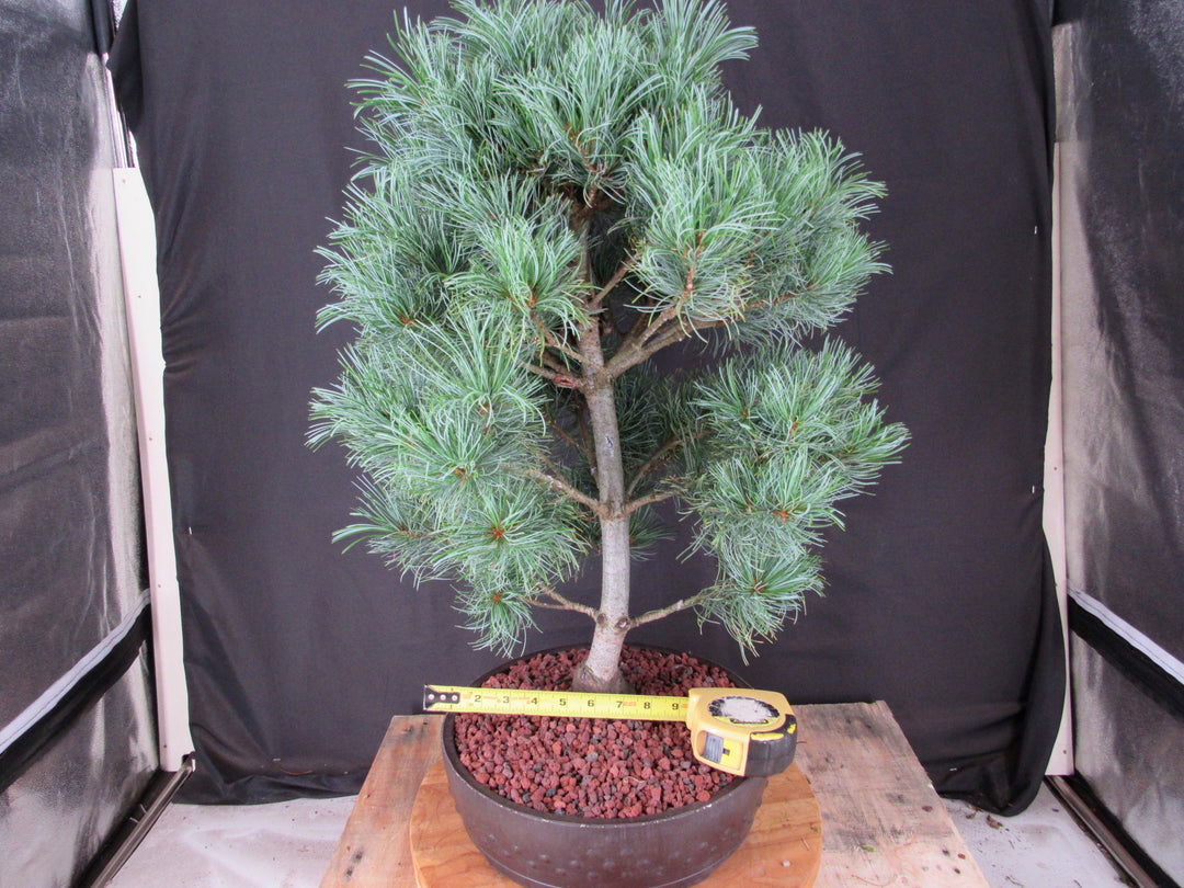 34 Year Old Japanese White Pine Specimen Bonsai Tree - Size
