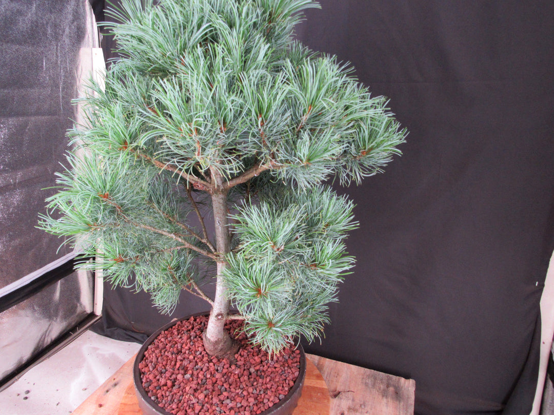 34 Year Old Japanese White Pine Specimen Bonsai Tree - Softer Side