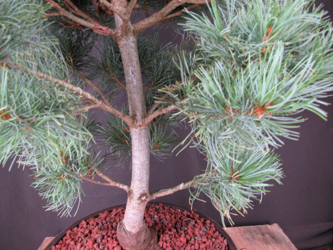 34 Year Old Japanese White Pine Specimen Bonsai Tree - Trunk
