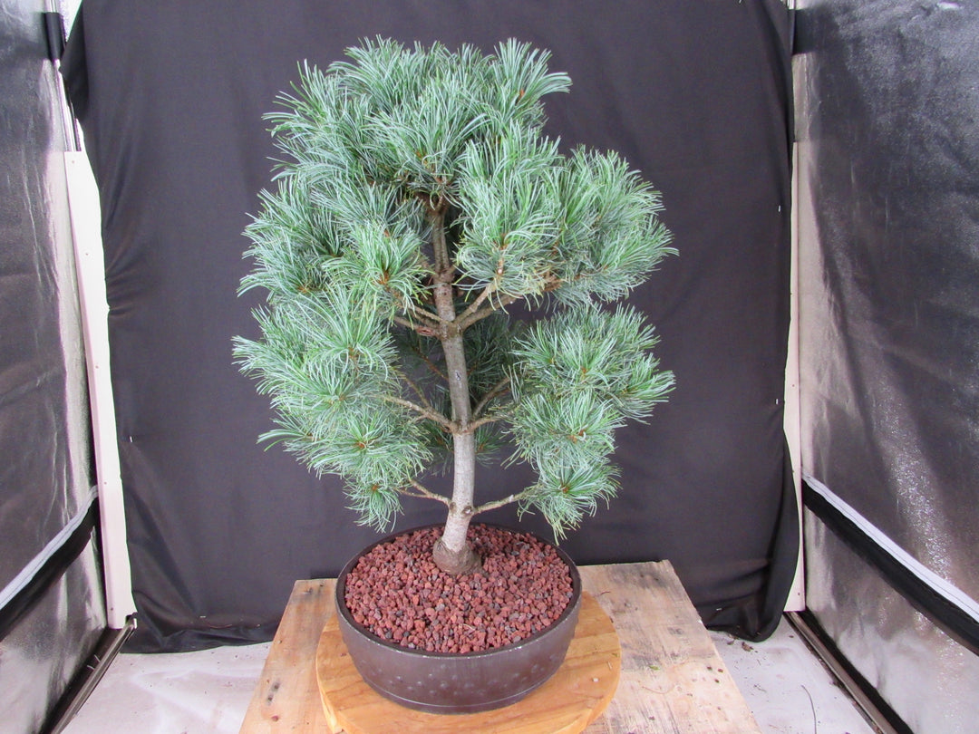 34 Year Old Japanese White Pine Specimen Bonsai Tree