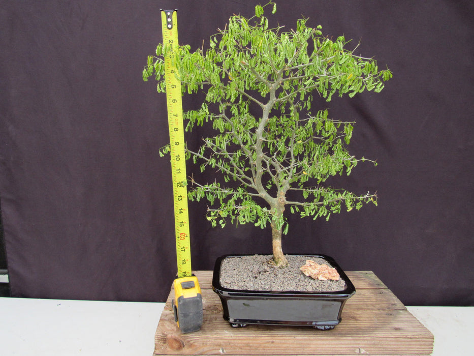 brazilian rain tree bonsai for sale 35 Year Old Flowering Brazilian Raintree Specimen Bonsai Tree
