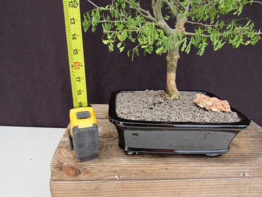 bonsai brazilian rain tree 35 Year Old Flowering Brazilian Raintree Specimen Bonsai Tree