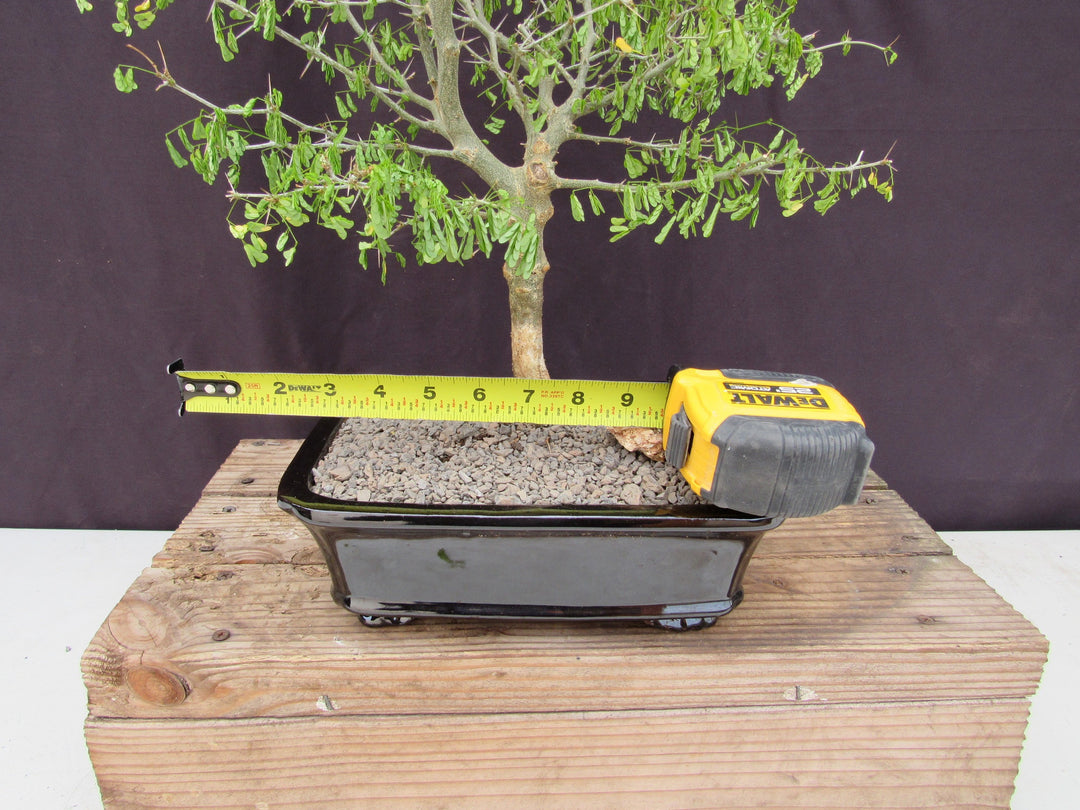 35 Year Old Flowering Brazilian Raintree Specimen Bonsai Tree Size