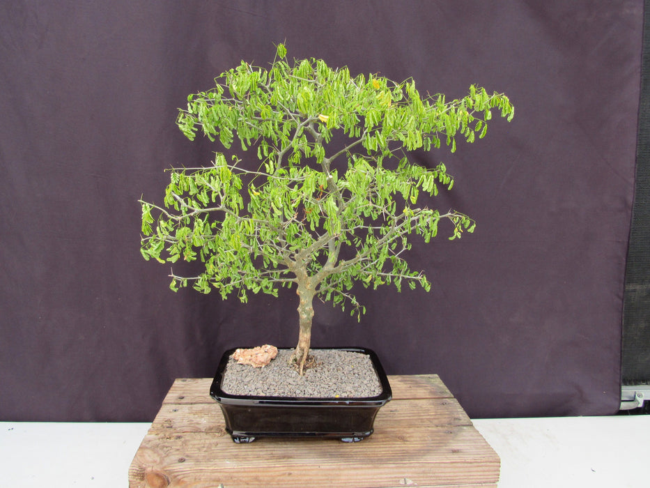 35 Year Old Flowering Brazilian Raintree Specimen Bonsai Tree Back