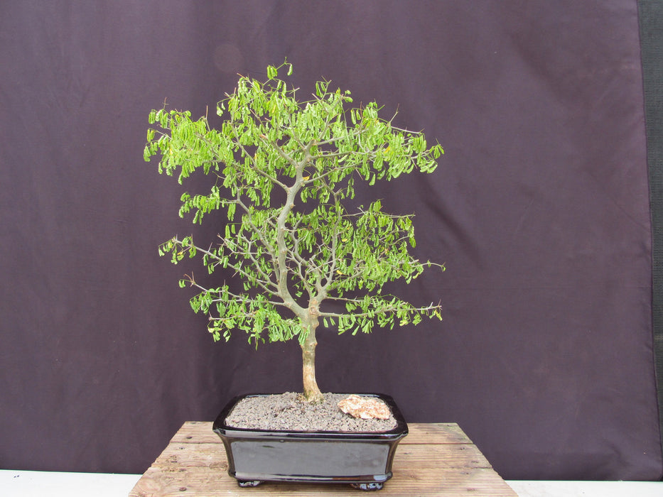 35 Year Old Flowering Brazilian Raintree Specimen Bonsai Tree Profile
