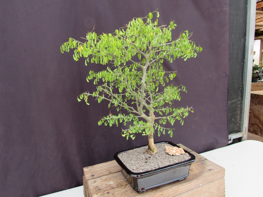 35 Year Old Flowering Brazilian Raintree Specimen Bonsai Tree Stronger Side