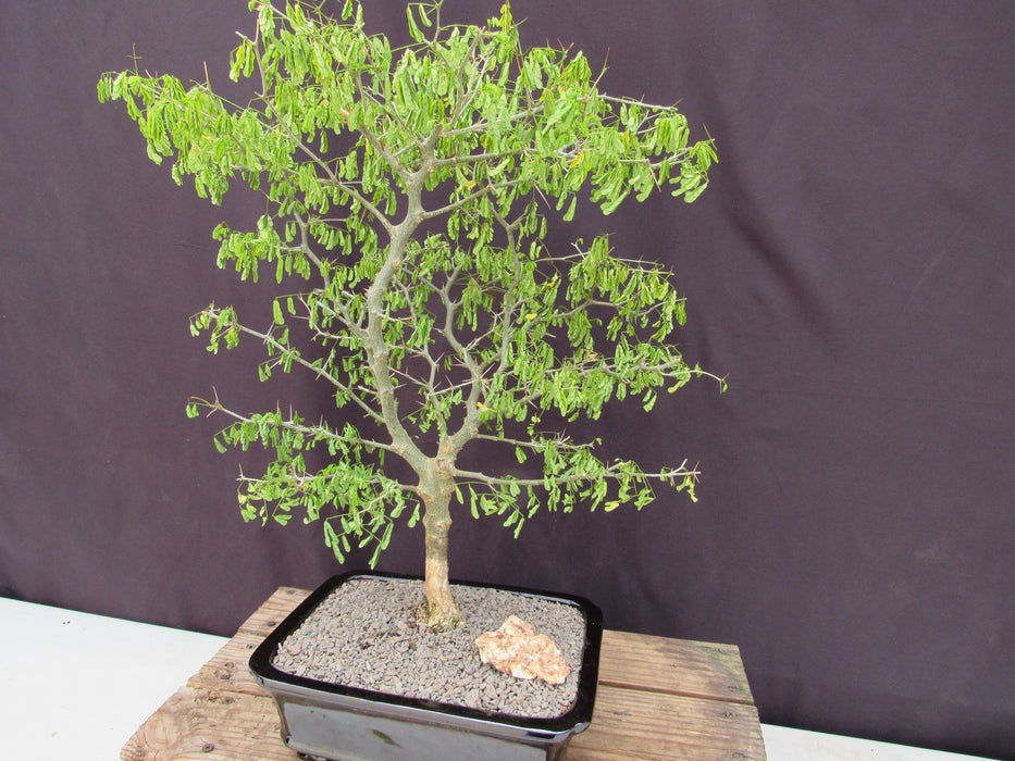 35 Year Old Flowering Brazilian Raintree Specimen Bonsai Tree Side