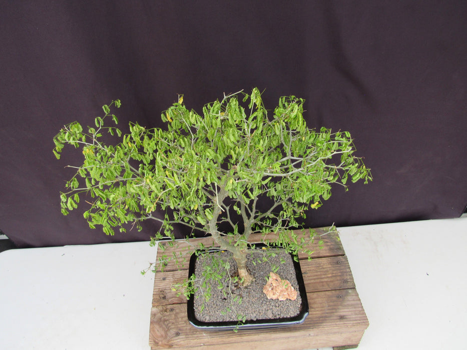 35 Year Old Flowering Brazilian Raintree Specimen Bonsai Tree Top