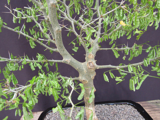 brazilian rainforest tree bonsai 35 Year Old Flowering Brazilian Raintree Specimen Bonsai Tree