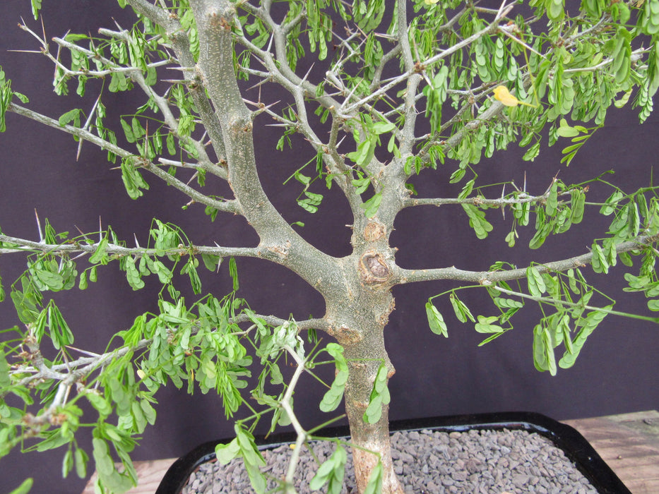 35 Year Old Flowering Brazilian Raintree Specimen Bonsai Tree Bark