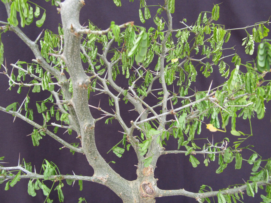 35 Year Old Flowering Brazilian Raintree Specimen Bonsai Tree Branches
