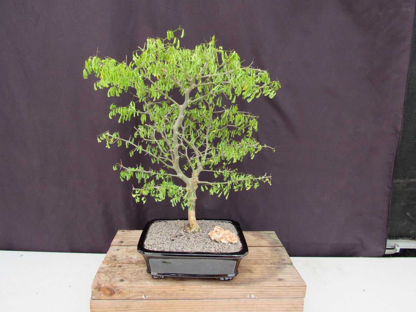 bonsai brazilian rain tree care 35 Year Old Flowering Brazilian Raintree Specimen Bonsai Tree