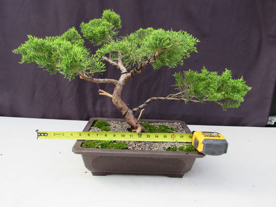golden chain tree bonsai 35 Year Old Golden Joy Shimpaku Chinese Juniper Specimen Bonsai Tree I