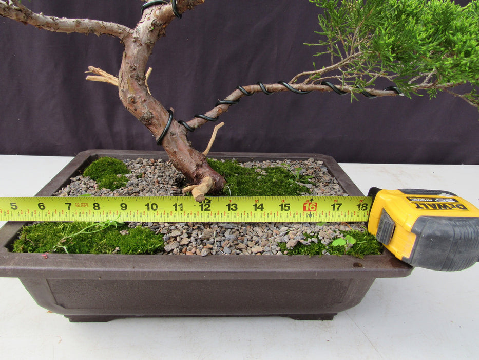 35 Year Old Golden Joy Shimpaku Chinese Juniper Specimen Bonsai Tree Informal Upright Style Width