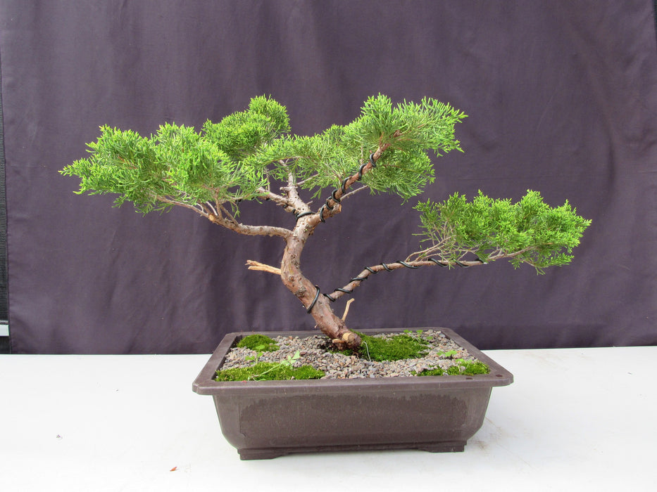 35 Year Old Golden Joy Shimpaku Chinese Juniper Specimen Bonsai Tree Informal Upright Style Profile
