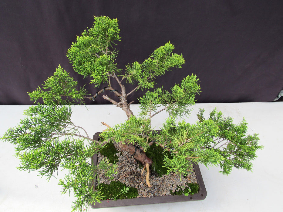 35 Year Old Golden Joy Shimpaku Chinese Juniper Specimen Bonsai Tree Informal Upright Style Canopy
