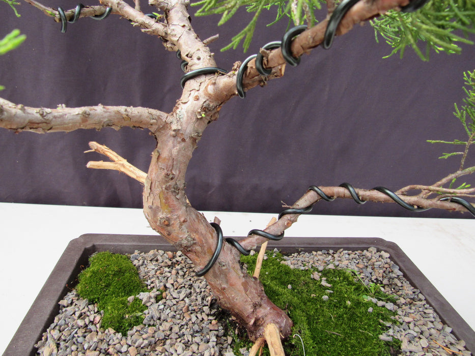 35 Year Old Golden Joy Shimpaku Chinese Juniper Specimen Bonsai Tree Informal Upright Style Bark
