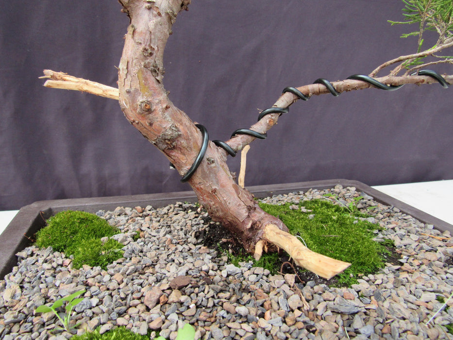 35 Year Old Golden Joy Shimpaku Chinese Juniper Specimen Bonsai Tree Informal Upright Style Roots