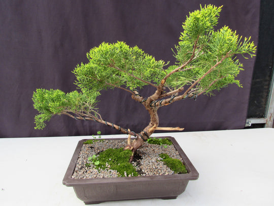 35 Year Old Golden Joy Shimpaku Chinese Juniper Specimen Bonsai Tree I