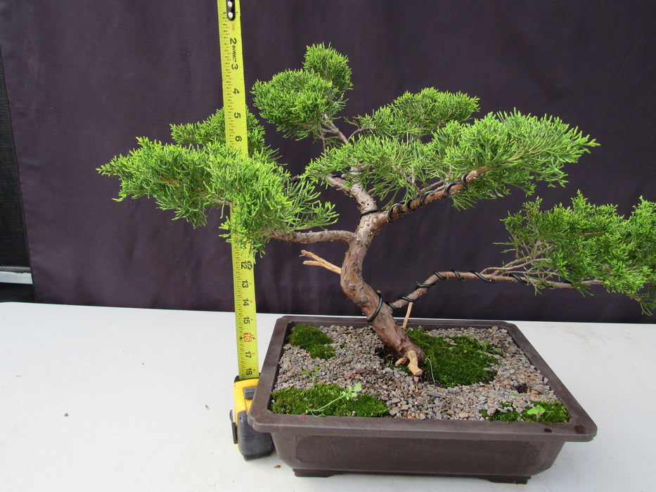 35 Year Old Golden Joy Shimpaku Chinese Juniper Specimen Bonsai Tree Informal Upright Style Height