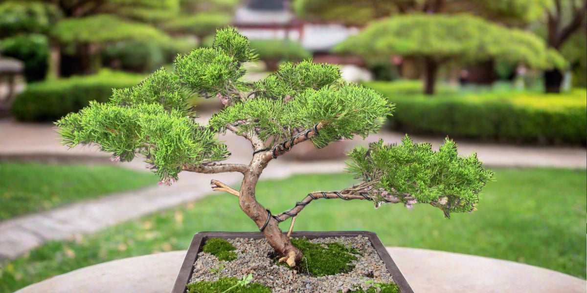 china bonsai 35 Year Old Golden Joy Shimpaku Chinese Juniper Specimen Bonsai Tree I