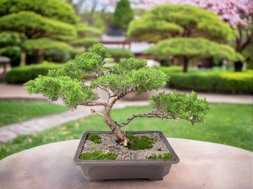 35 Year Old Golden Joy Shimpaku Chinese Juniper Specimen Bonsai Tree Informal Upright Style