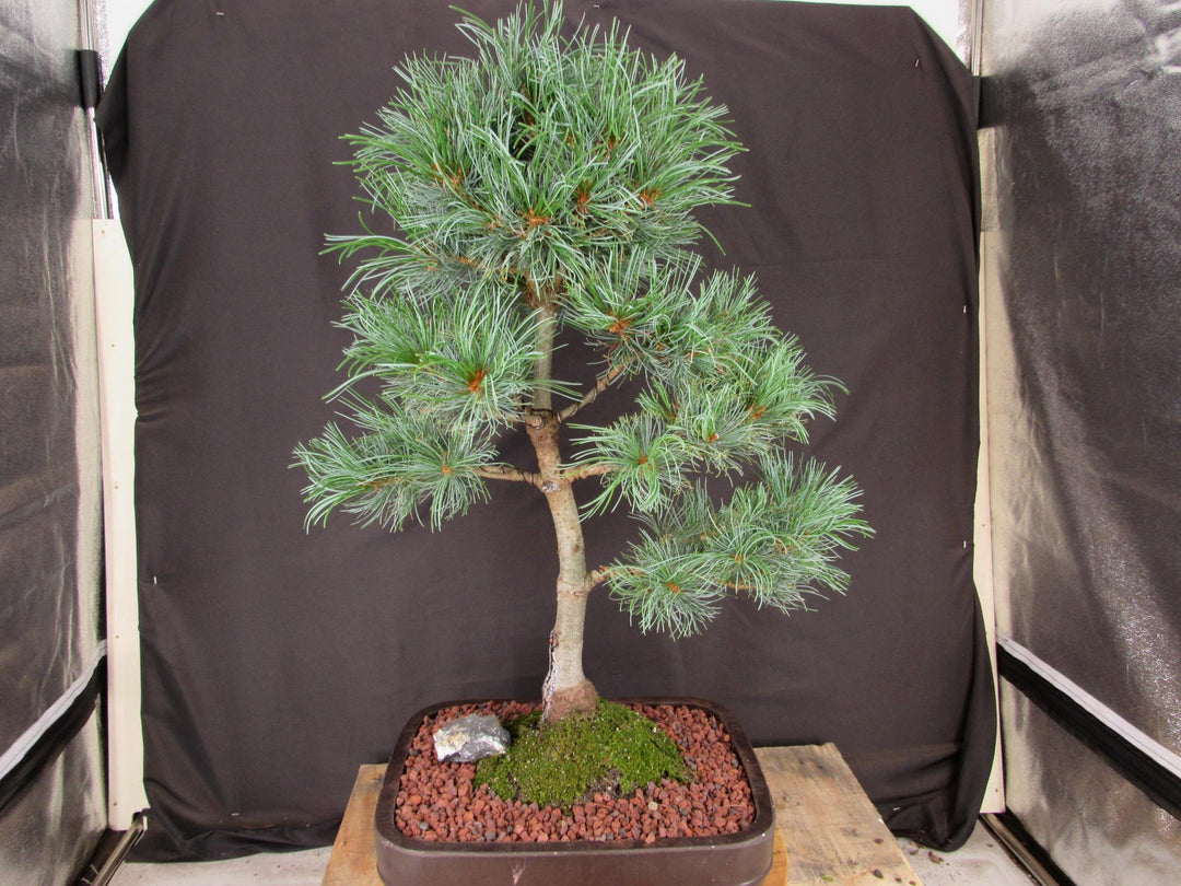 35 Year Old Japanese White Pine Specimen Bonsai Tree - Back