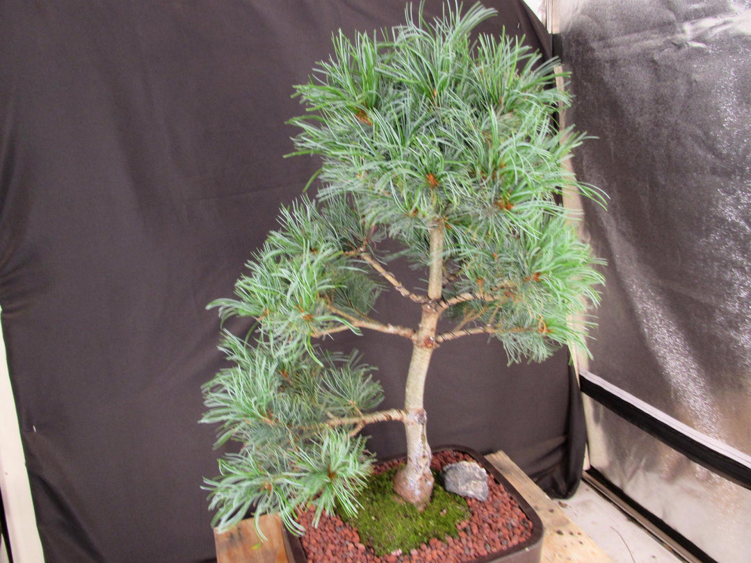 35 Year Old Japanese White Pine Specimen Bonsai Tree - Side