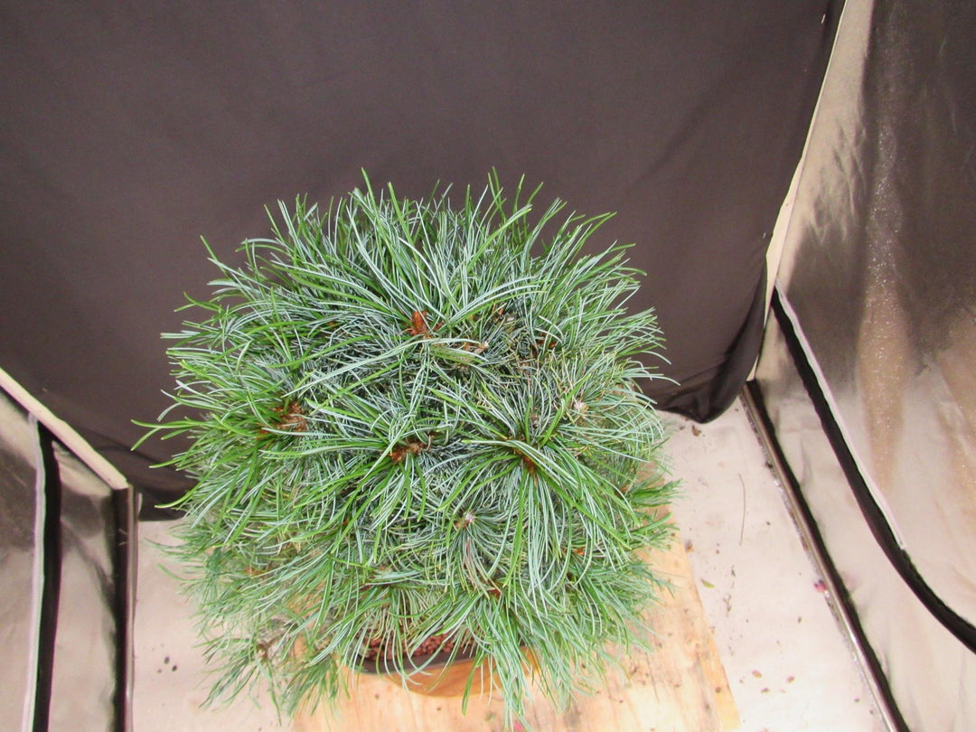 35 Year Old Japanese White Pine Specimen Bonsai Tree - Canopy