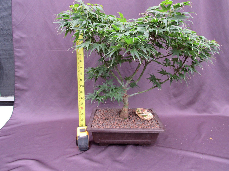 35Year Old Mikawa Yatsubusa Japanese Maple Specimen Bonsai Tree Height