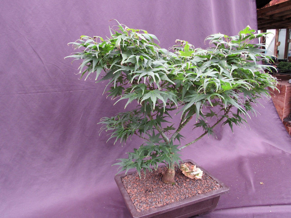 35Year Old Mikawa Yatsubusa Japanese Maple Specimen Bonsai Tree Side