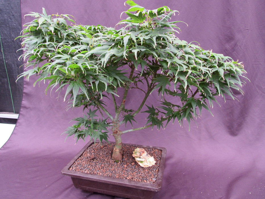 35Year Old Mikawa Yatsubusa Japanese Maple Specimen Bonsai Tree Soft Side