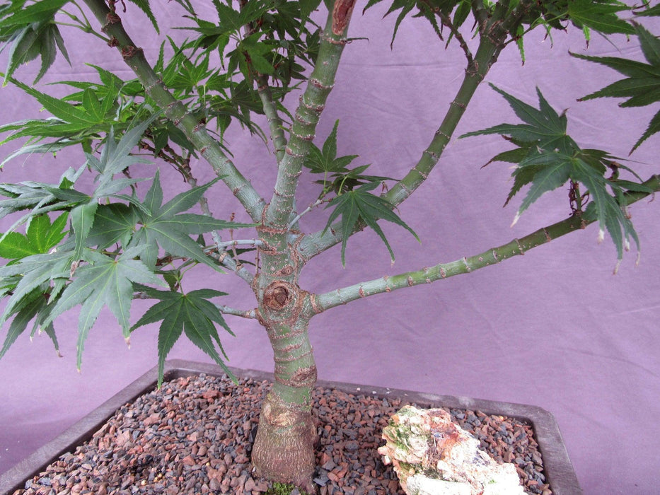 35Year Old Mikawa Yatsubusa Japanese Maple Specimen Bonsai Tree Branches