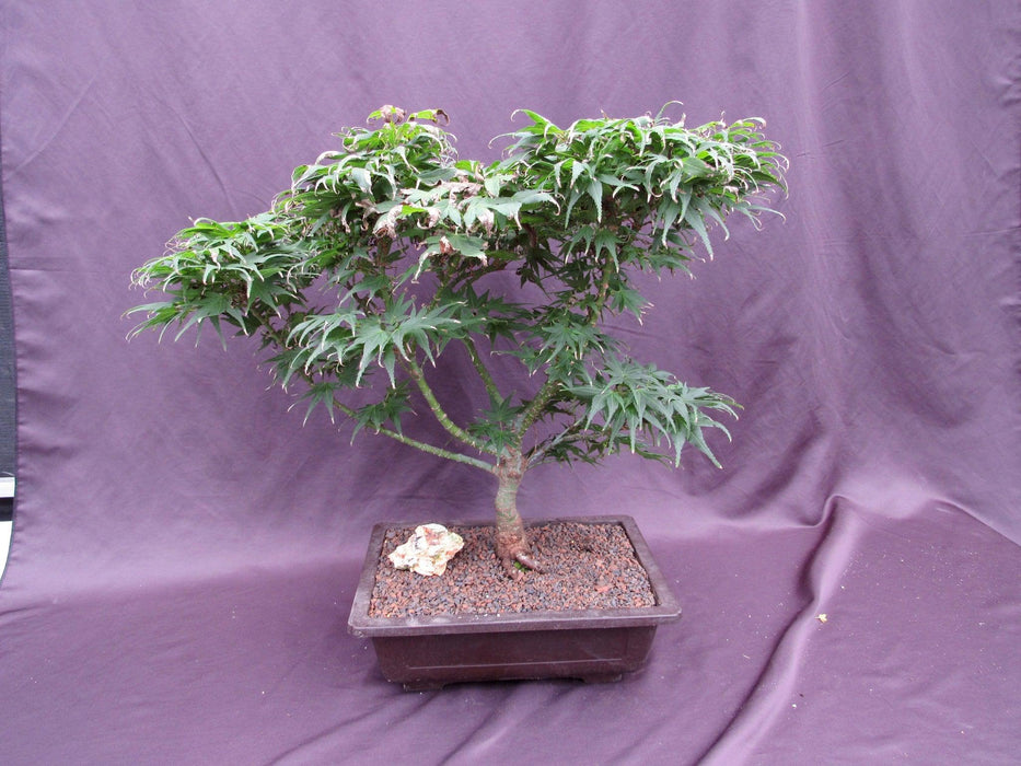 35Year Old Mikawa Yatsubusa Japanese Maple Specimen Bonsai Tree Back