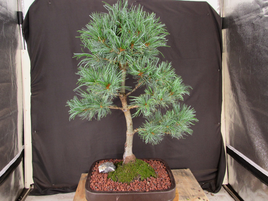35 Year Old Japanese White Pine Specimen Bonsai Tree - Back