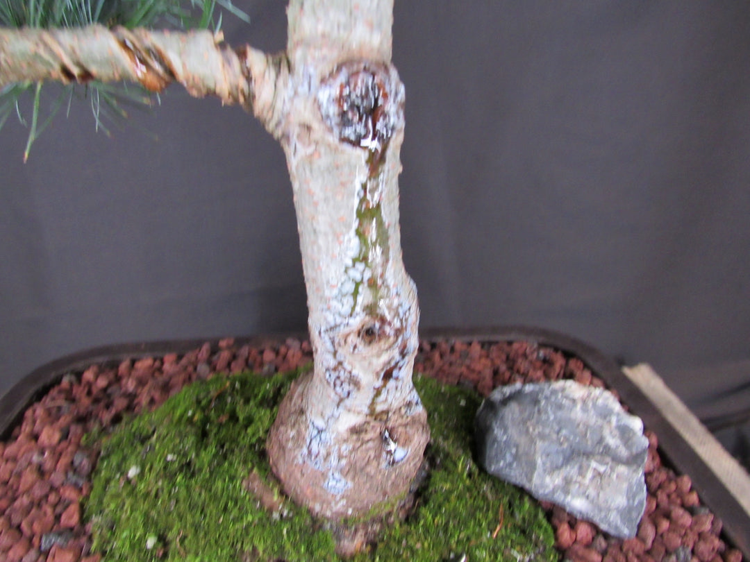 35 Year Old Japanese White Pine Specimen Bonsai Tree - Bark